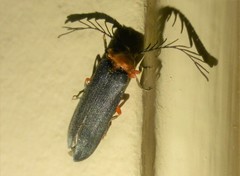 Pterotus obscuripennis