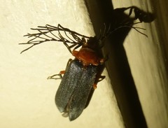Pterotus obscuripennis