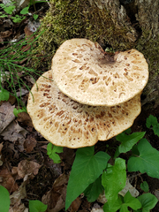 Cerioporus squamosus