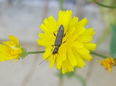 Oedemera barbara