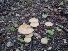 Agaricales