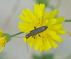 Oedemera barbara