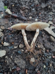 Agaricales