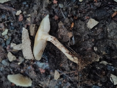 Agaricales