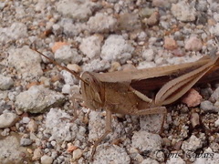 Stenocatantops splendens
