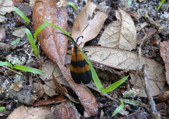 Calopteron discrepans