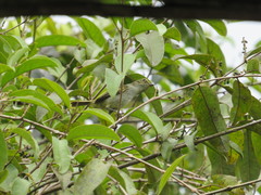 Zimmerius albigularis