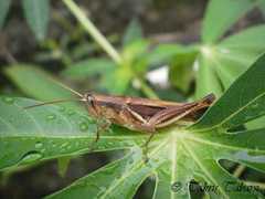 Stenocatantops splendens