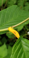 Puccinia coronata