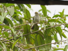 Zimmerius albigularis