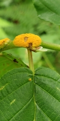 Puccinia coronata