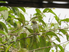 Zimmerius albigularis