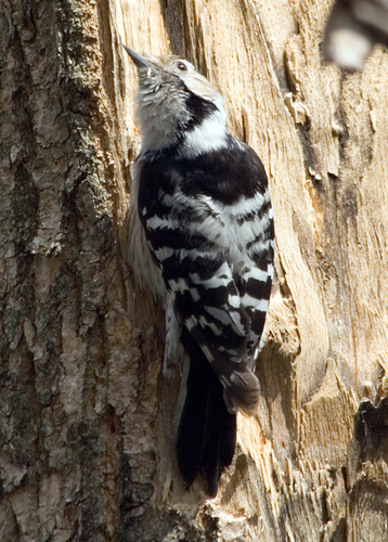Lesser Spotted Woodpecker