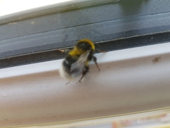 Bombus hortorum