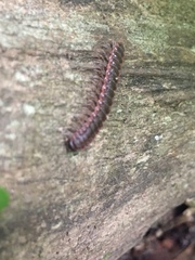 Pseudopolydesmus erasus