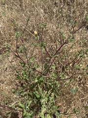 Helminthotheca echioides