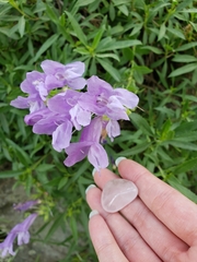 Penstemon fruticosus