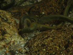 Lampetra planeri