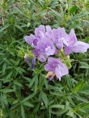 Penstemon fruticosus