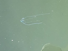 Alectis ciliaris