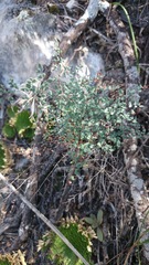 Argyrochosma