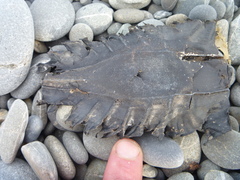 Callorhinchus milii