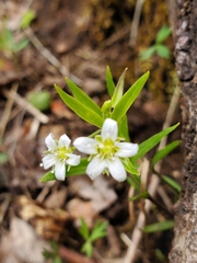 Moehringia macrophylla