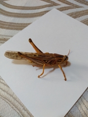 Schistocerca americana