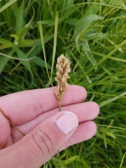 Carex sartwellii