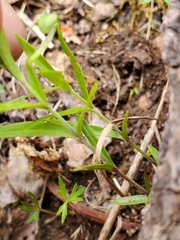 Moehringia macrophylla