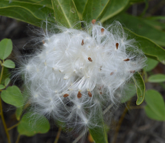 Asclepias asperula