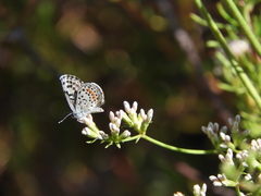 Euphilotes bernardino