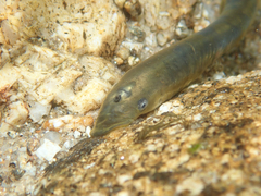 Lampetra planeri