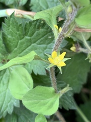 Lysimachia japonica