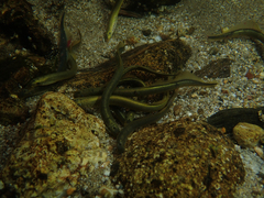 Lampetra planeri