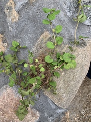 Lysimachia japonica