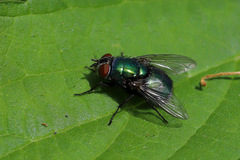 Luciliinae