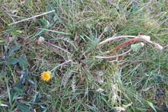 Taraxacum obliquum