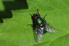 Luciliinae