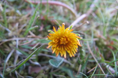 Taraxacum obliquum
