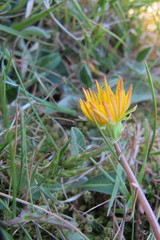 Taraxacum obliquum