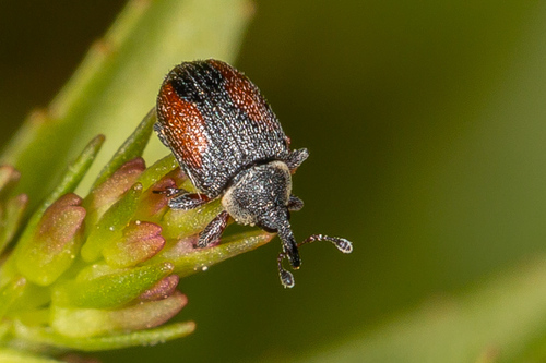 Gymnetron veronicae · iNaturalist