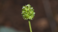 Sanguisorba occidentalis