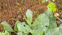 Sanguisorba occidentalis