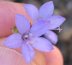 Gilia achilleifolia