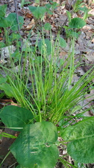 Carex brunnescens