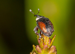 Gymnetron veronicae