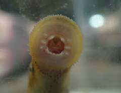 Lampetra planeri