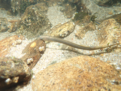 Lampetra planeri