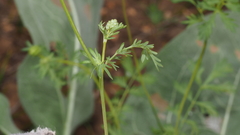 Sanguisorba occidentalis